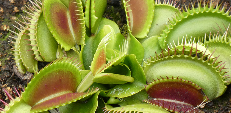 A carnivorous plant, La Rivera, Cañón del Combeima