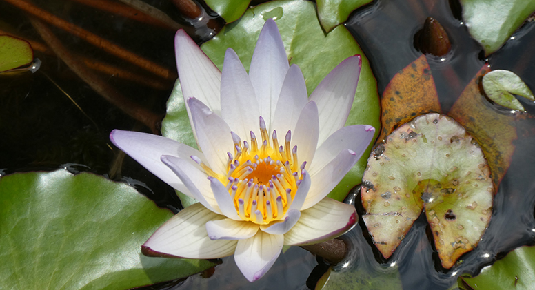 Recinto del Pensamiento, Manizales, Colombia